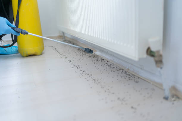 Best Mosquito Control Services  in Kingston Estates, NJ
